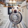 ciotola adatta per cani - il materiale della ciotola - ciotola - ciotola per gatti - quale ciotola scegliere