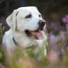 Labrador retriever, cucciolo di labrador, il labrador, cani grandi, carattere del labrador,