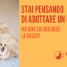 blog lallohallo.com, blog lalloso,