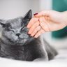 Gatto sterilizzato, sterilizzare la gatta, quanto costa sterilizzare il gatto, sterilizzare gatto maschio, cibo per gatti sterilizzati, peso nel gatto sterilizzato,