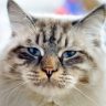 Boli di pelo nei gatti, boli di pelo gatto sintomi, boli di pelo gatto rimedi naturali, bolo via candioli, boli di pelo gatto,