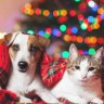 Come proteggere i pets dai fuochi d'artificio