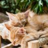 giochi per gatti,