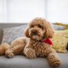 barboncino toy, prezzo barboncino toy, cani di piccola taglia,