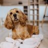 Cibo per cani ipoallergenico