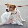 Antiparassitari, La Scelta Migliore Per Cani E Gatti