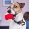 Ecco I Migliori Giochi Per Cani Un Mondo di Divertimento