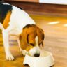 Perché scegliere un’alimentazione per cani monoproteica, dieta monoproteica per cani, cibo monoproteico,
