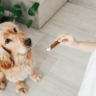 Tutto quello da sapere su Snack Per Cani, snack per cani, i migliori snack per cani,