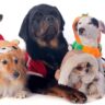 abbigliamento-per-cani-pet-lallo-hallo