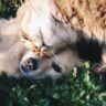 convivenza-tra-cani-e-gatti-animali-lallo-hallo