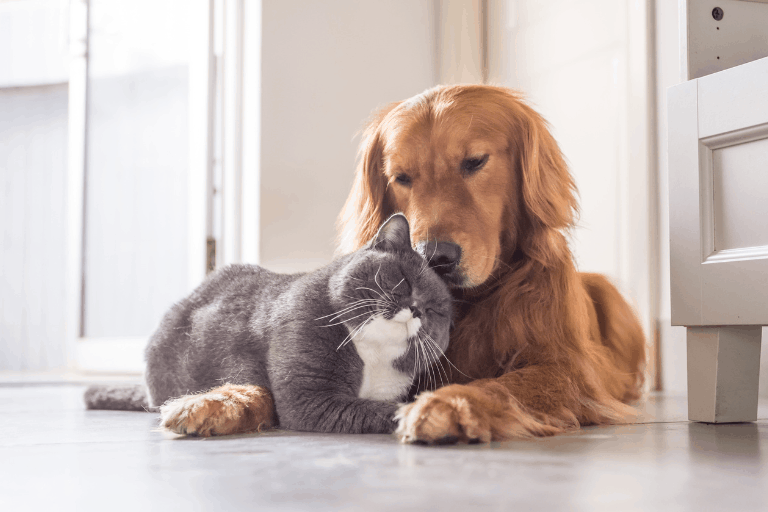 possono-convivere-insieme-cani-e-gatti