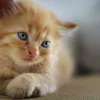 adottare un gattino, gatto,