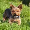 quali sono i cani toy, cani toy,