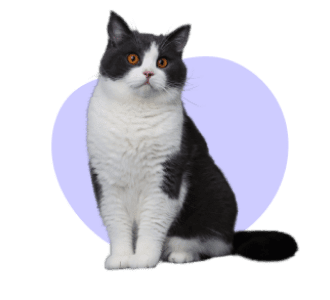 il mio gatto, lallohallo.com,
