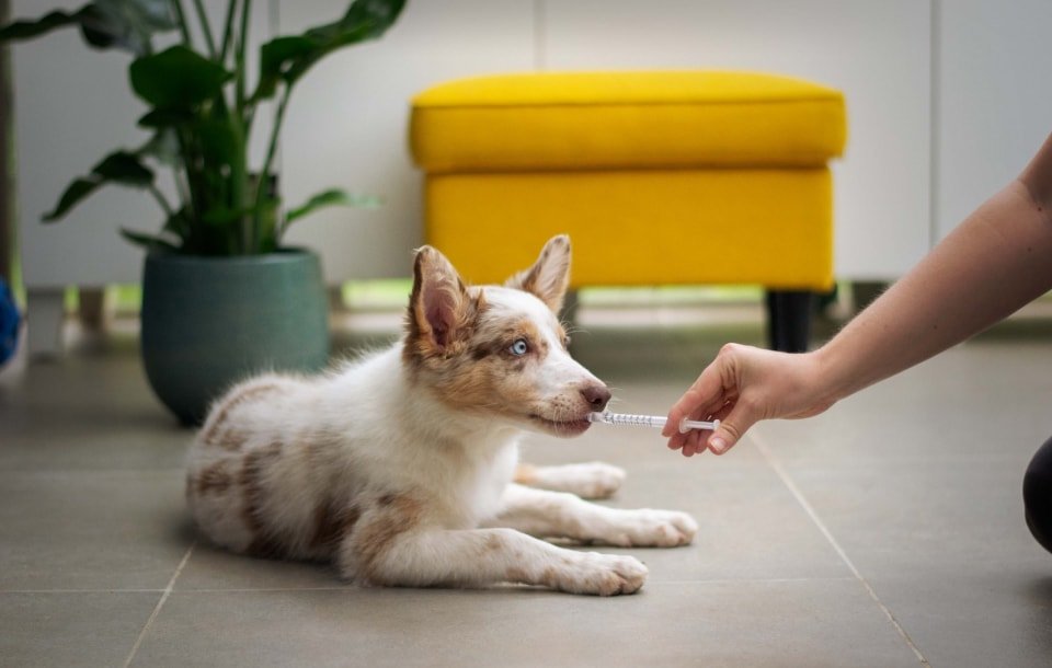 cibo e medicali per cani,