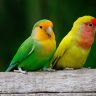Pappagalli inseparabili, specie di pappagalli, inseparabili in casa, gabbia per pappagalli, mangime per uccelli, cibo per uccelli, mangime per inseparabili, Giochi da gabbia