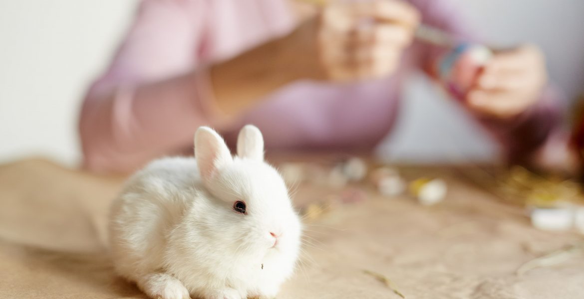 coniglio nano, coniglio ariete nano, coniglio nano ariete, conigli nani, coniglio nano prezzo, mangime per conigli nani, gabbia per conigli,