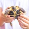 Trataruga, animali domestici, tartarughe terestri, tartarughe marine, anfini animali domestici, tartarughiera, cibo per tartarughe, tarta day,