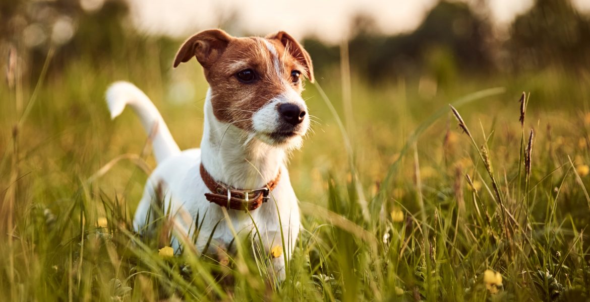 Jack Russell,