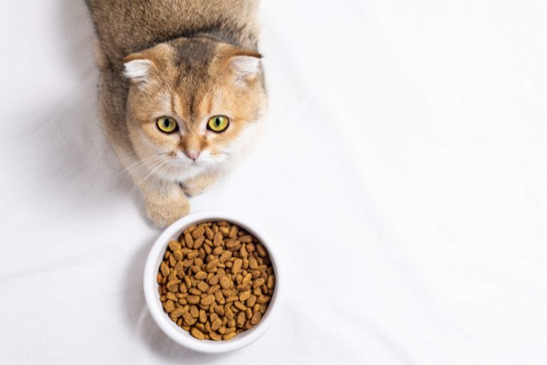 cibo per gatti: consigli su quale scegliere