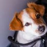 Scegli la borsa trasportino per cani su LalloHallo.com