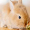 Mangime per conigli nani: come scegliere il prodotto migliore su Lallohallo.com