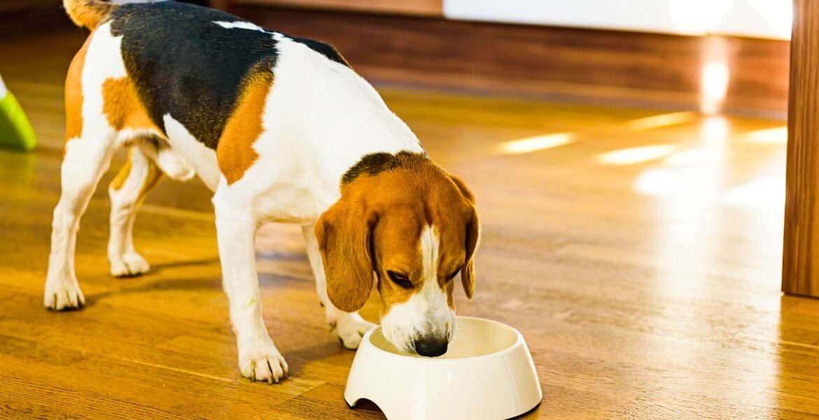Perché scegliere un’alimentazione per cani monoproteica, dieta monoproteica per cani, cibo monoproteico,