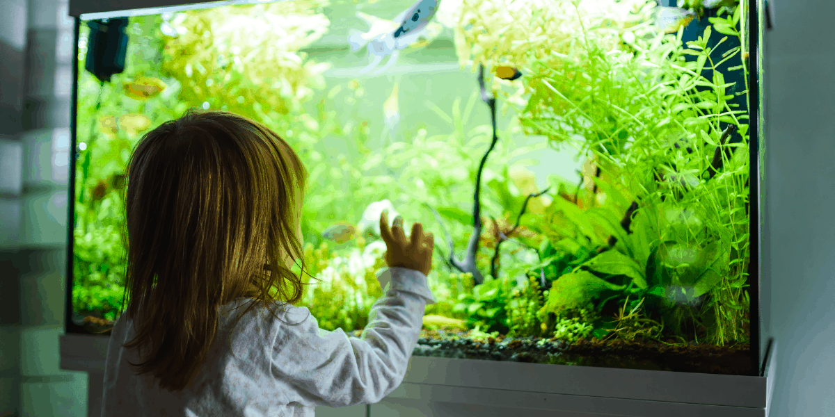 Acquari e acquariofilia - Consigli per passione - Lallohallo.com