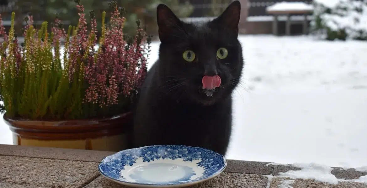 cibo invernale per gatti,