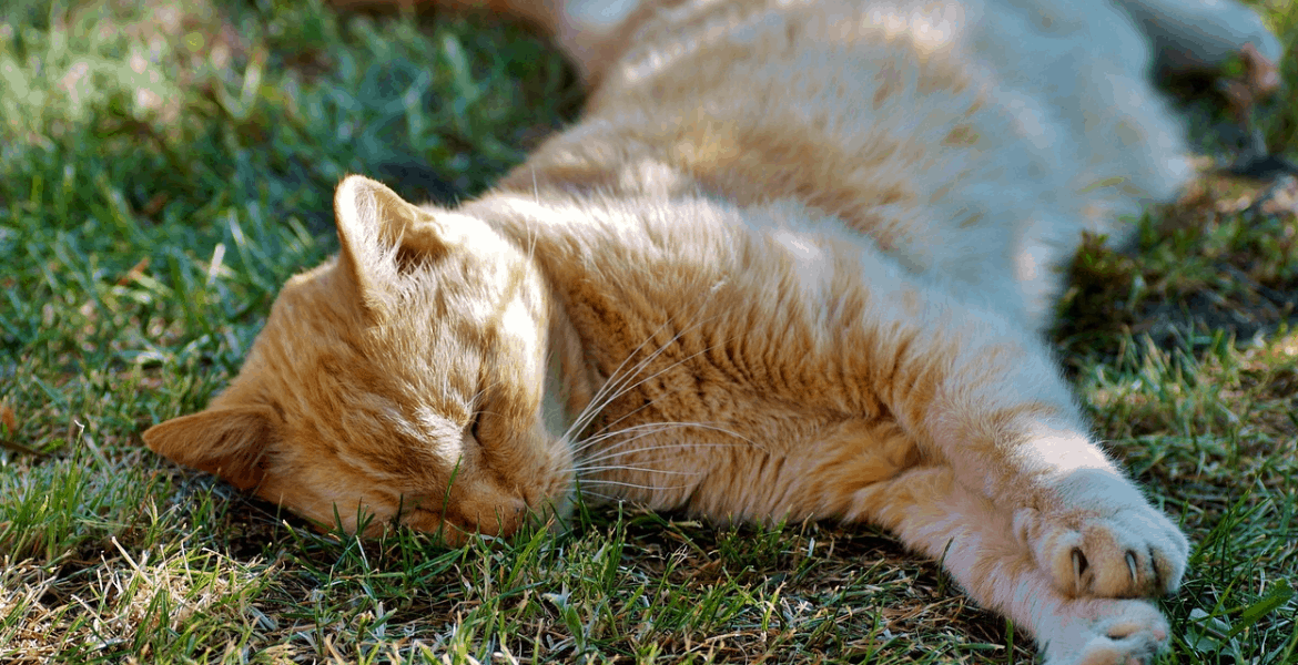 prodotti antiparassitari per gatti, trattamento antiparassitario per gatti,