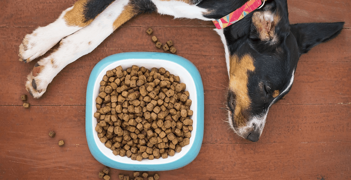 Ciotole per cani quale scegliere, ciotola per cani di piccola taglia,