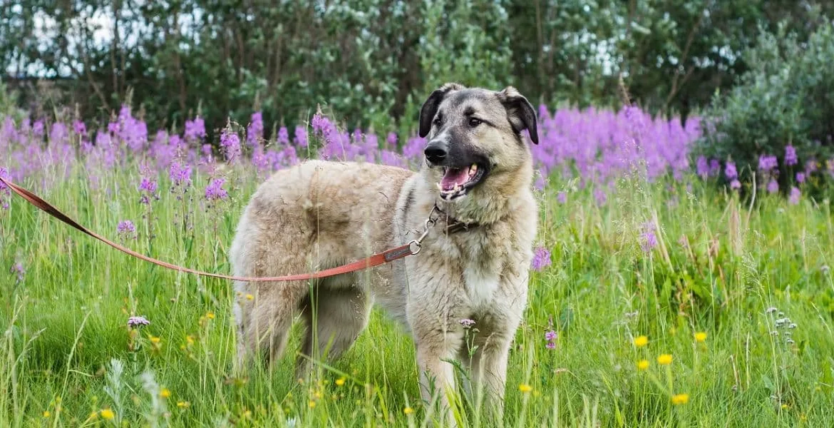 guinzagli cane, guinzaglieria per cani,