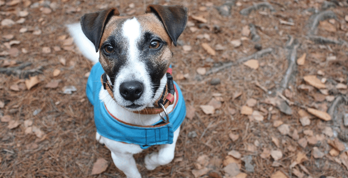 Tra Gli Articoli Per Cani Più Acquistati Vi Sono Gli Accessori,