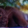 I gatti a Natale Albero di Natale per gatti e non solo, Articoli Natalizi, Giochi di Natale, Giochi per Gatti, Giochi di Natale per Gatti,