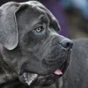 Il cane Corso,