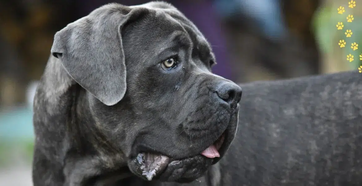 Il cane Corso,