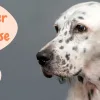 setter inglese, cane adatto ai bambini,