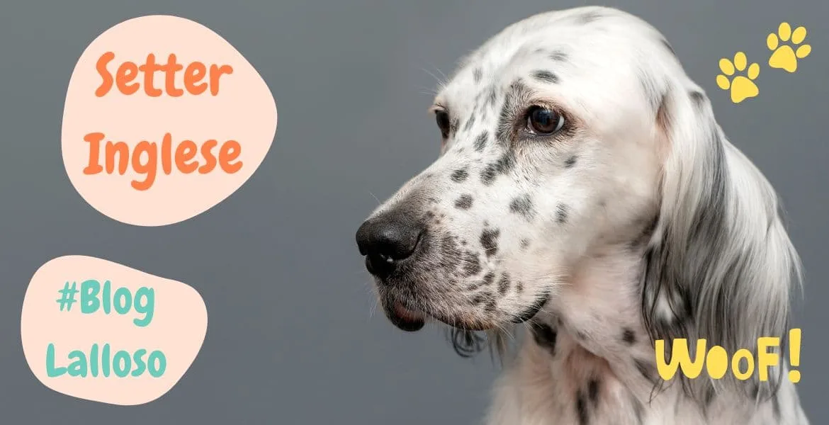 setter inglese, cane adatto ai bambini,