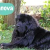 Il cane Terranova,