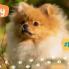 spitz toy, volpino di pomerania, razze canine,