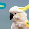 cacatua, pappagallo di medie dimensioni,