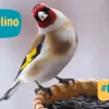 Il Cardellino, Il Cardellino Uccello, Mangimi per uccelli, Mangimi per Cardellini,