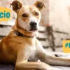 Il cane meticcio, meticcio,