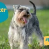 Schnauzer Nano, cani di piccola taglia,