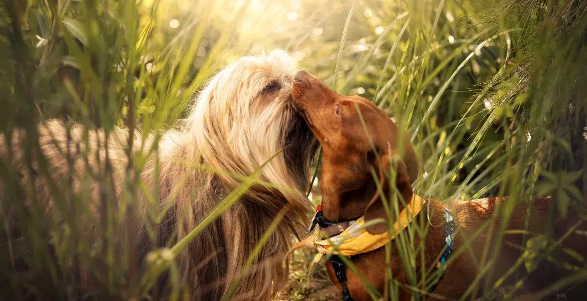 Quando pensiamo all'amore, spesso ci riferiamo a quello umano, ma chi ha un cane sa che questi meravigliosi compagni a quattro zampe sono capaci di provare affetti profondi. Ma si possono innamorare? La risposta è sì