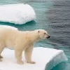 La Giornata mondiale dell'orso polare, che cade il 27 febbraio, è un momento cruciale per riflettere sulle sfide che questi maestosi animali affrontano a causa del cambiamento climatico e dell'intervento umano.