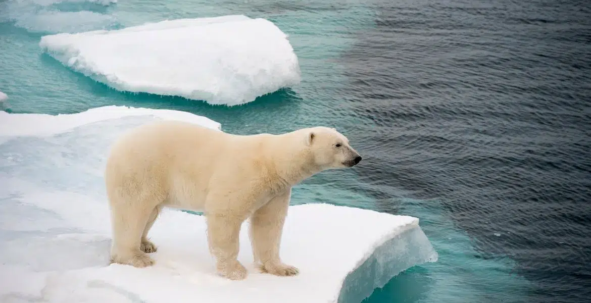La Giornata mondiale dell'orso polare, che cade il 27 febbraio, è un momento cruciale per riflettere sulle sfide che questi maestosi animali affrontano a causa del cambiamento climatico e dell'intervento umano.